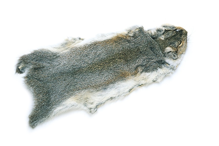 Grey Squirrel Skin whole