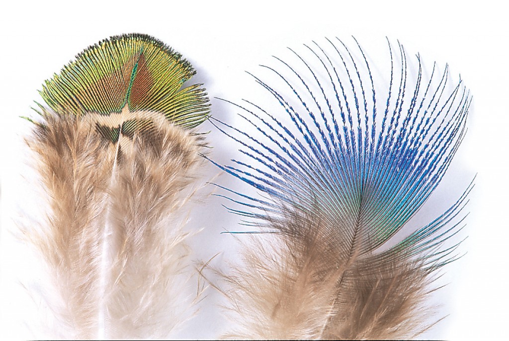 Schlappen feathers by Veniard